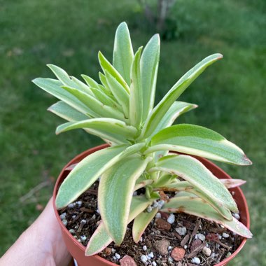 Crassula Capitella Variegata