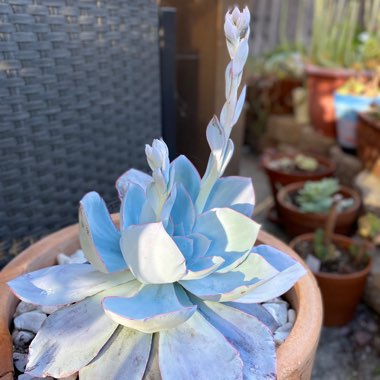 Echeveria Cante
