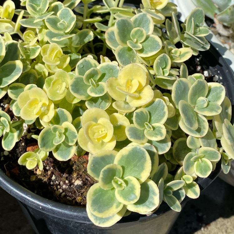 plant image 1341732 plant image 1341732