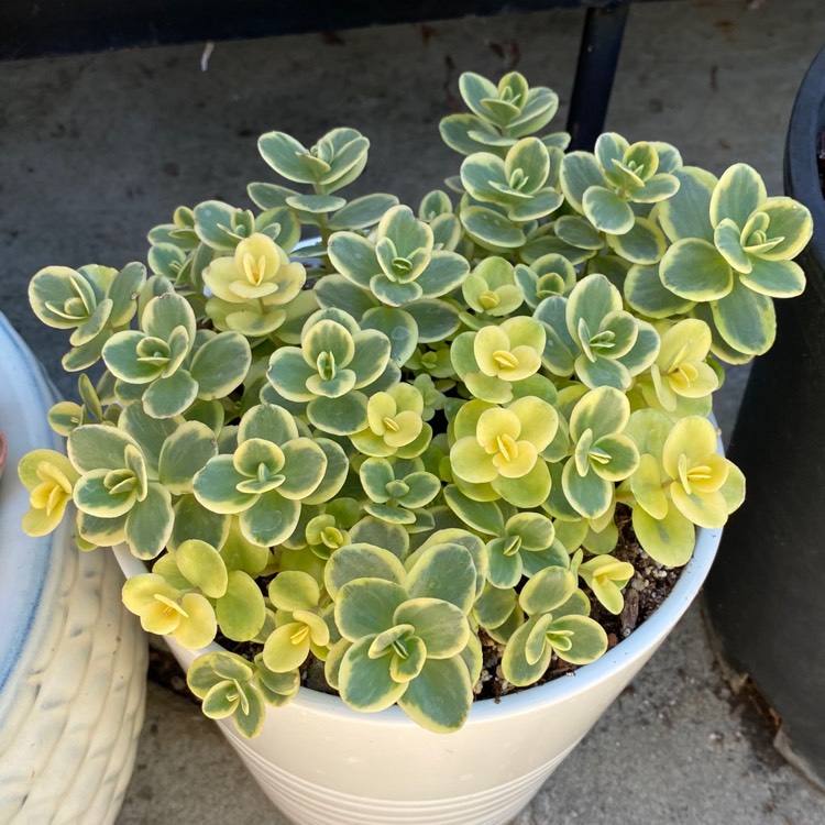 plant image 1349244 plant image 1349244