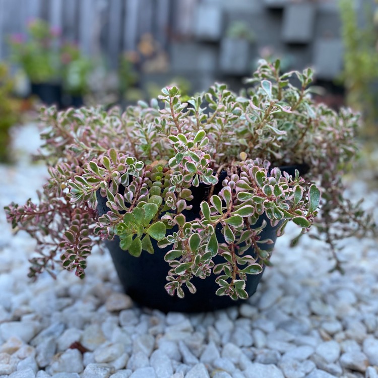 Plant image Sedum Spurium Tricolor