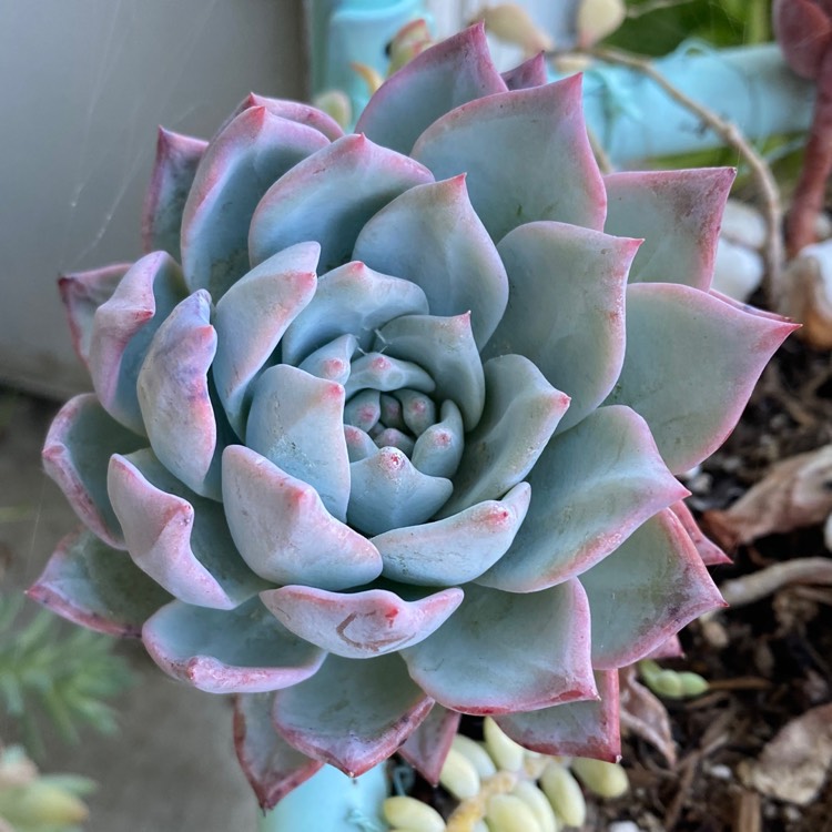 plant image 1363995