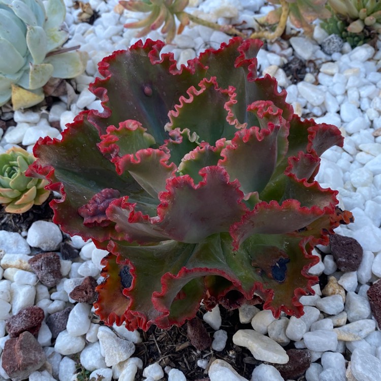 plant image 1364001
