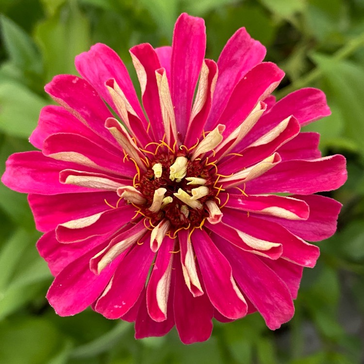 plant image 1365845 plant image 1365845