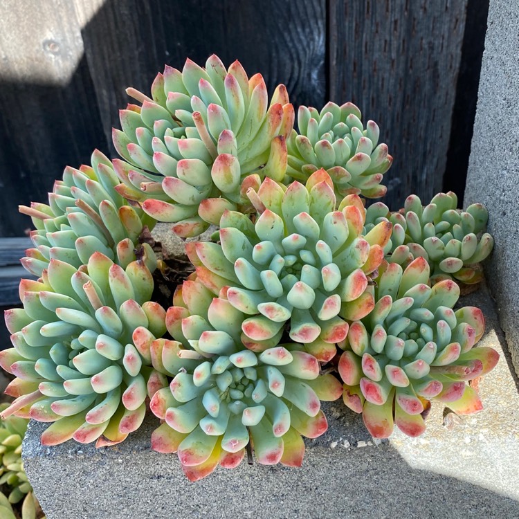 Plant image xSedeveria Blue Elf