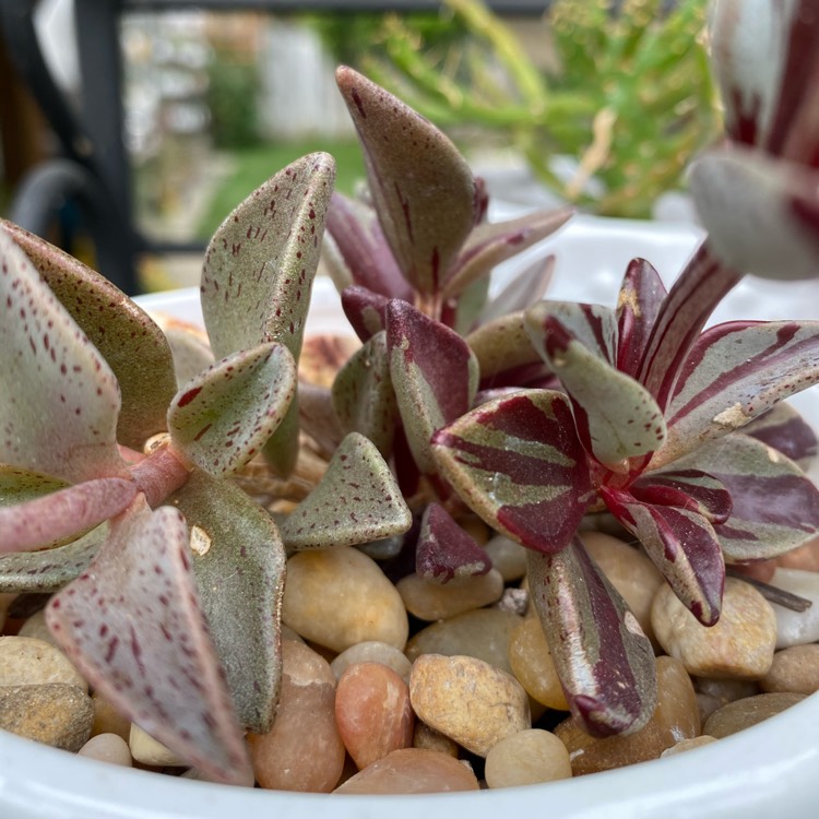 Plant image Lenophyllum guttatum variegata