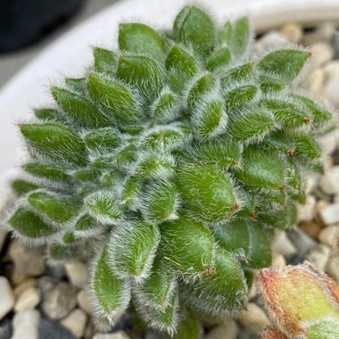 Echeveria Doris Taylor