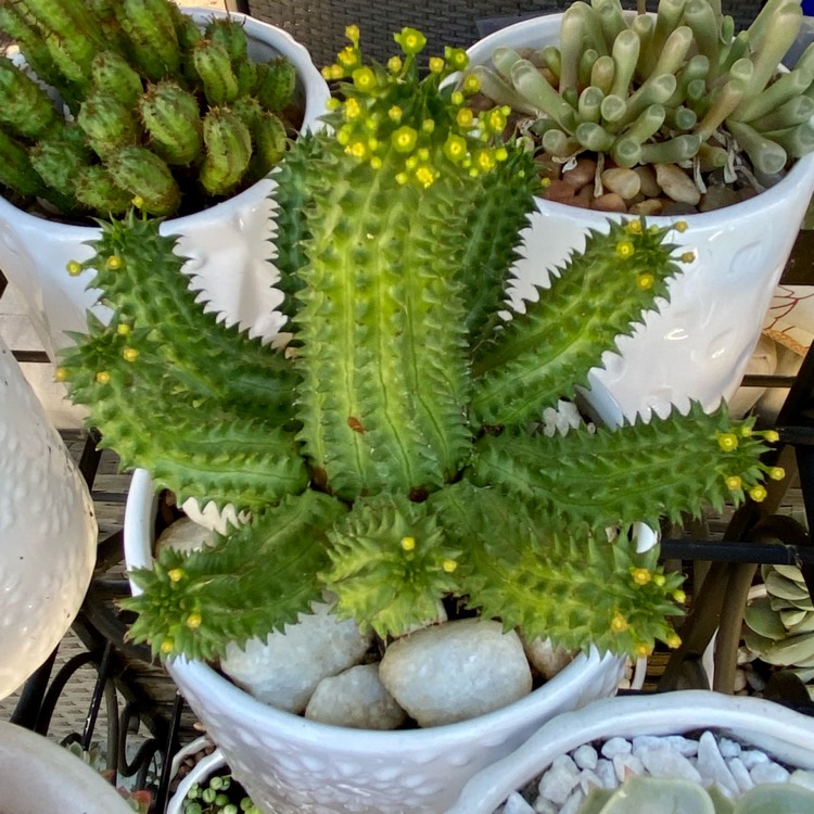 plant image 1412927 plant image 1412927