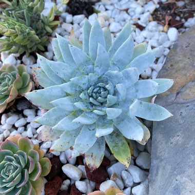 Dudleya brittonii