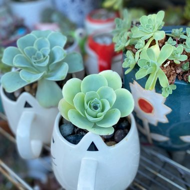 Aeonium Aureum