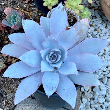 Echeveria Cante