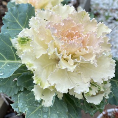 Brassica oleracea (Acephala Group)
