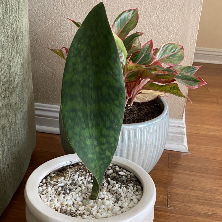 plant image 1435597