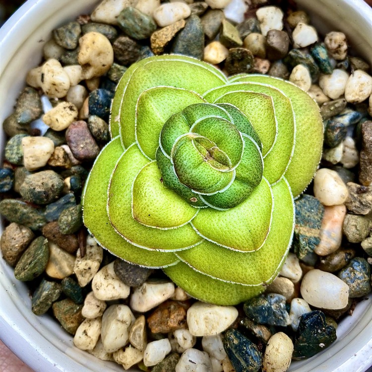 Plant image Crassula hemisphaerica syn. Crassula alooides