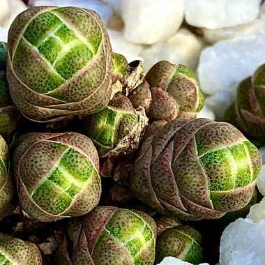Crassula 'barklyi'