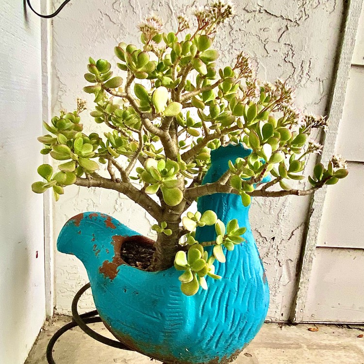 Plant image Crassula Ovata Gollum Variegata