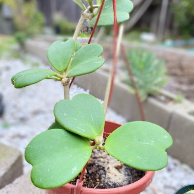 Hoya kerrii