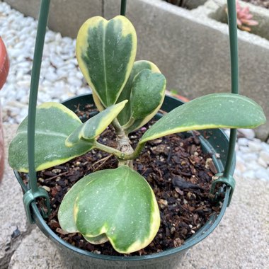 Hoya kerrii 'Albomarginata'