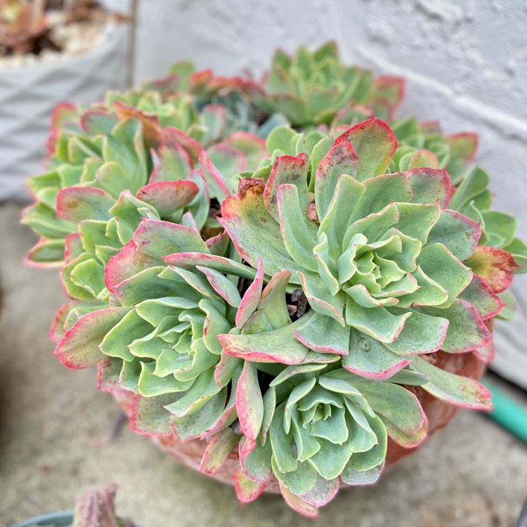 plant image 1440559