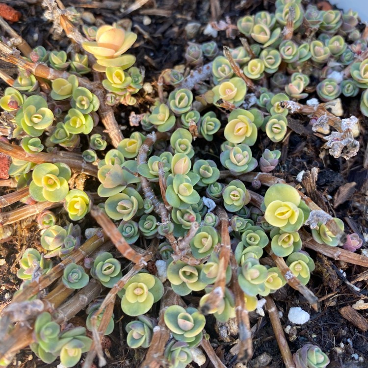 plant image 1441635 plant image 1441635