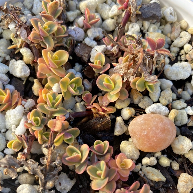 plant image 1441644 plant image 1441644