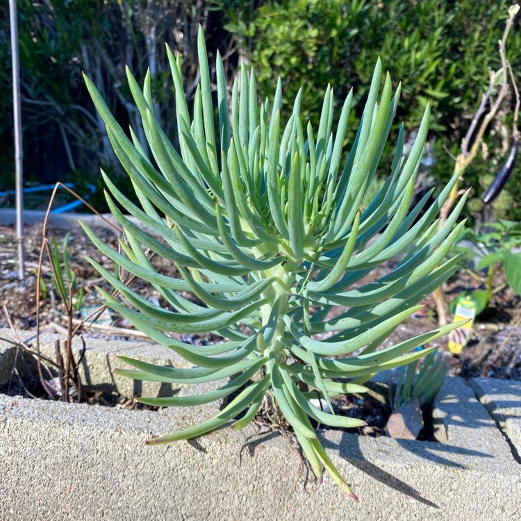 plant image 1443704