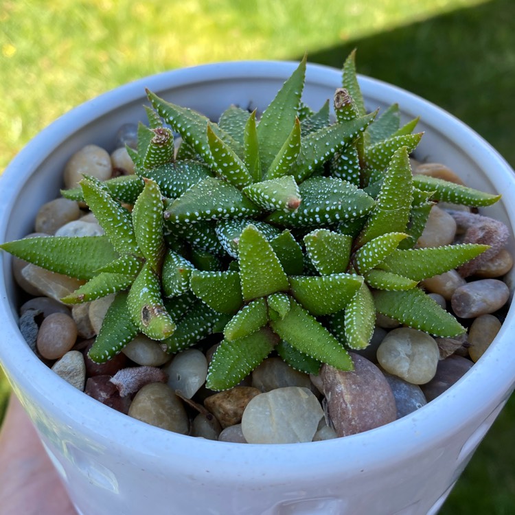 plant image 1444200