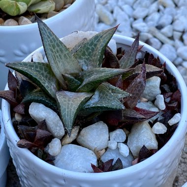 Haworthia Venosa ssp. Tessllata