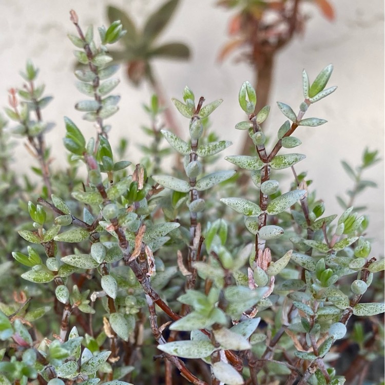 plant image 1444266