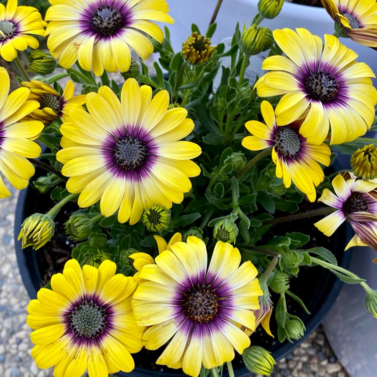 plant image 1445018