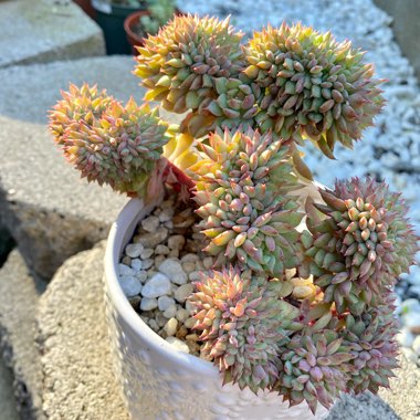 Echeveria Ramillete Cristata