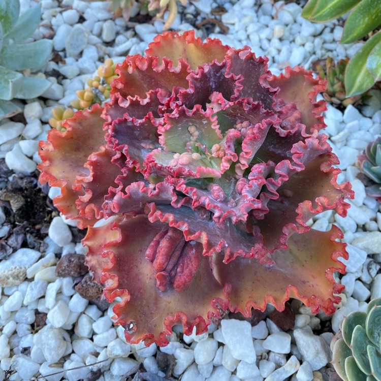 plant image 1445680