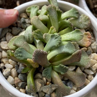 Titanopsis Calcarea (Living Jewel)