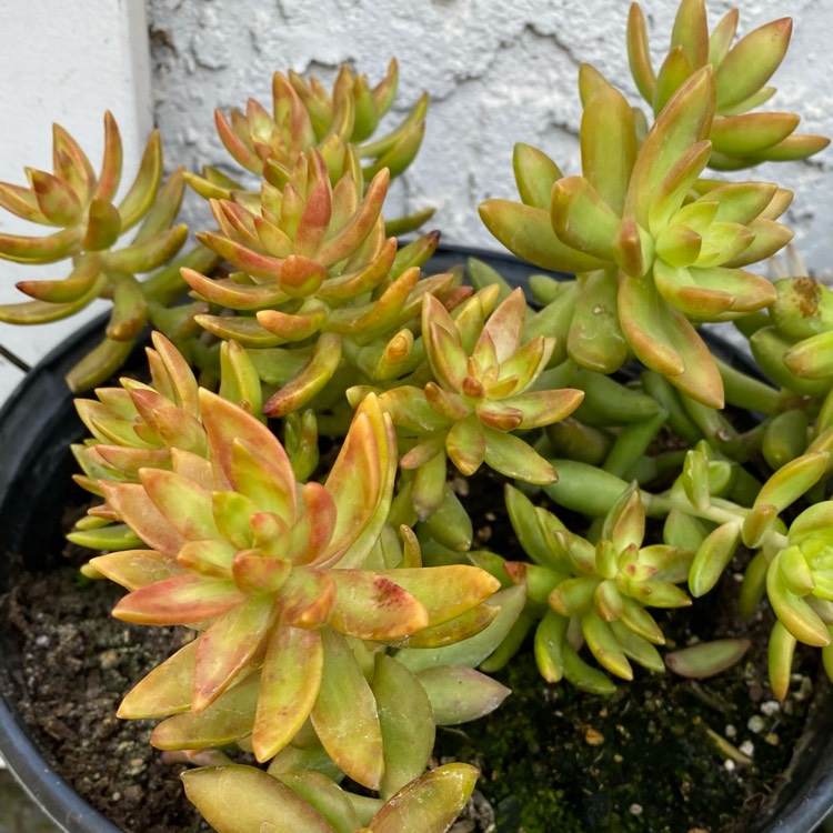 plant image 1447216
