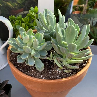 Pachyveria Scheideckeri Variagata