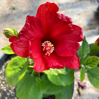 Hibiscus