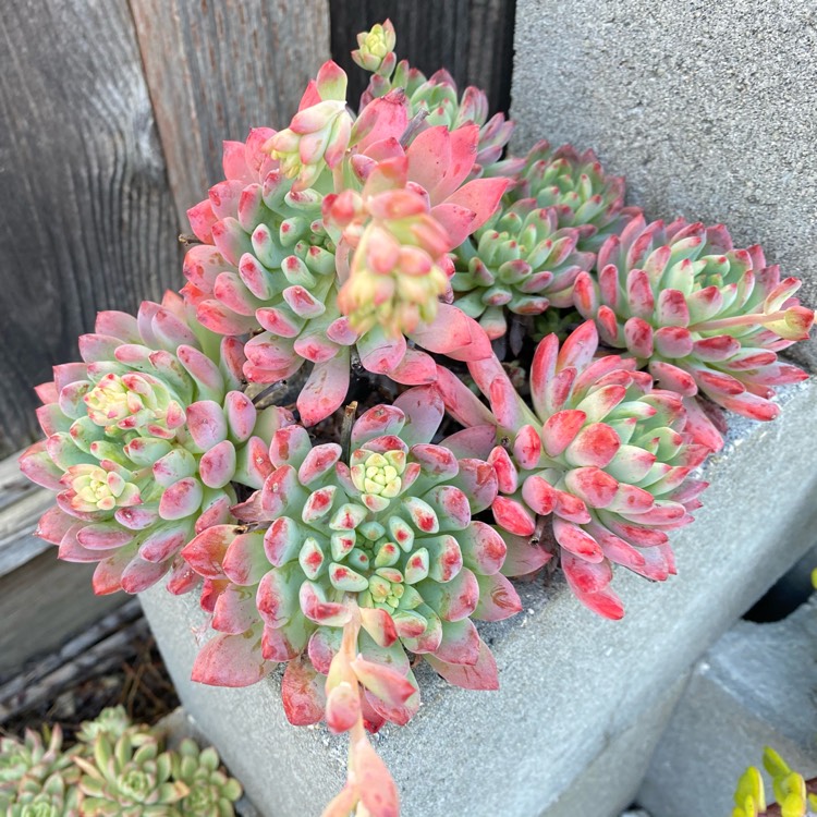Plant image xSedeveria Blue Elf