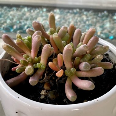 Fenestraria aurantiaca