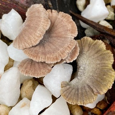 Schizophyllum commune