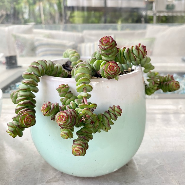 plant image 1449139