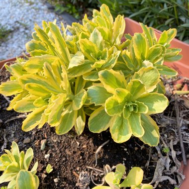 Sedum ‘Autumn Charm'