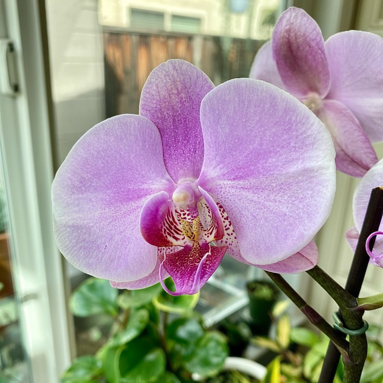 plant image 1450564