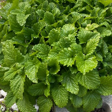 Melissa officinalis