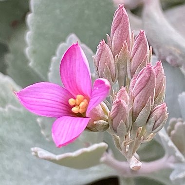 Kalanchoe Pumila