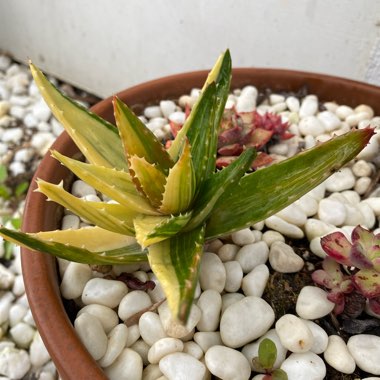 Aloe perfoliata f. variegata