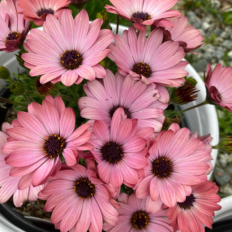 plant image 1452021