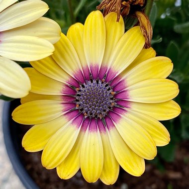 Osteospermum ecklonis 'Blue Eyed Beauty'