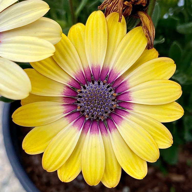 Plant image Osteospermum ecklonis 'Blue Eyed Beauty'