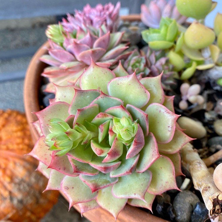 Plant image Echeveria Ramillete