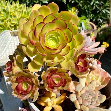 Aeonium Blushing Beauty